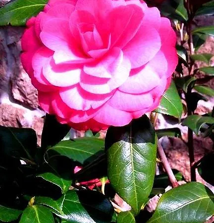 Appartamento House Riviera Mošćenička Draga