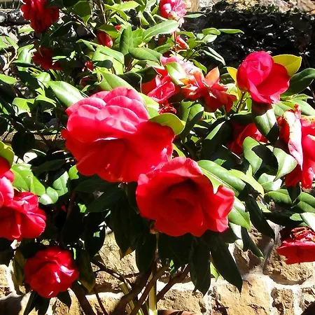 House Riviera * Mošćenička Draga