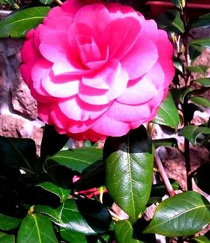 Apartment House Riviera Moscenicka Draga