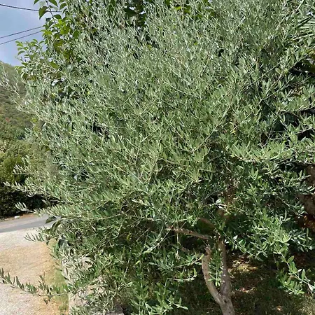 House Riviera Appartement