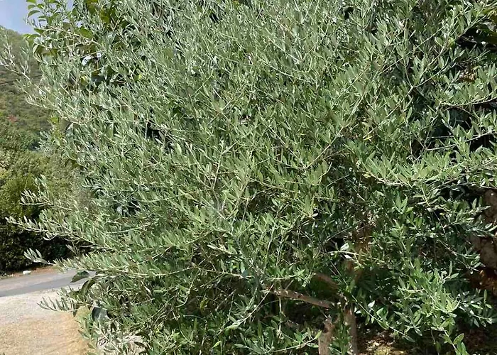 House Riviera Apartament